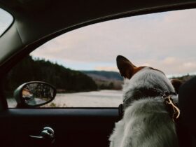 A Complete Guide to RV Adventures With Pets
